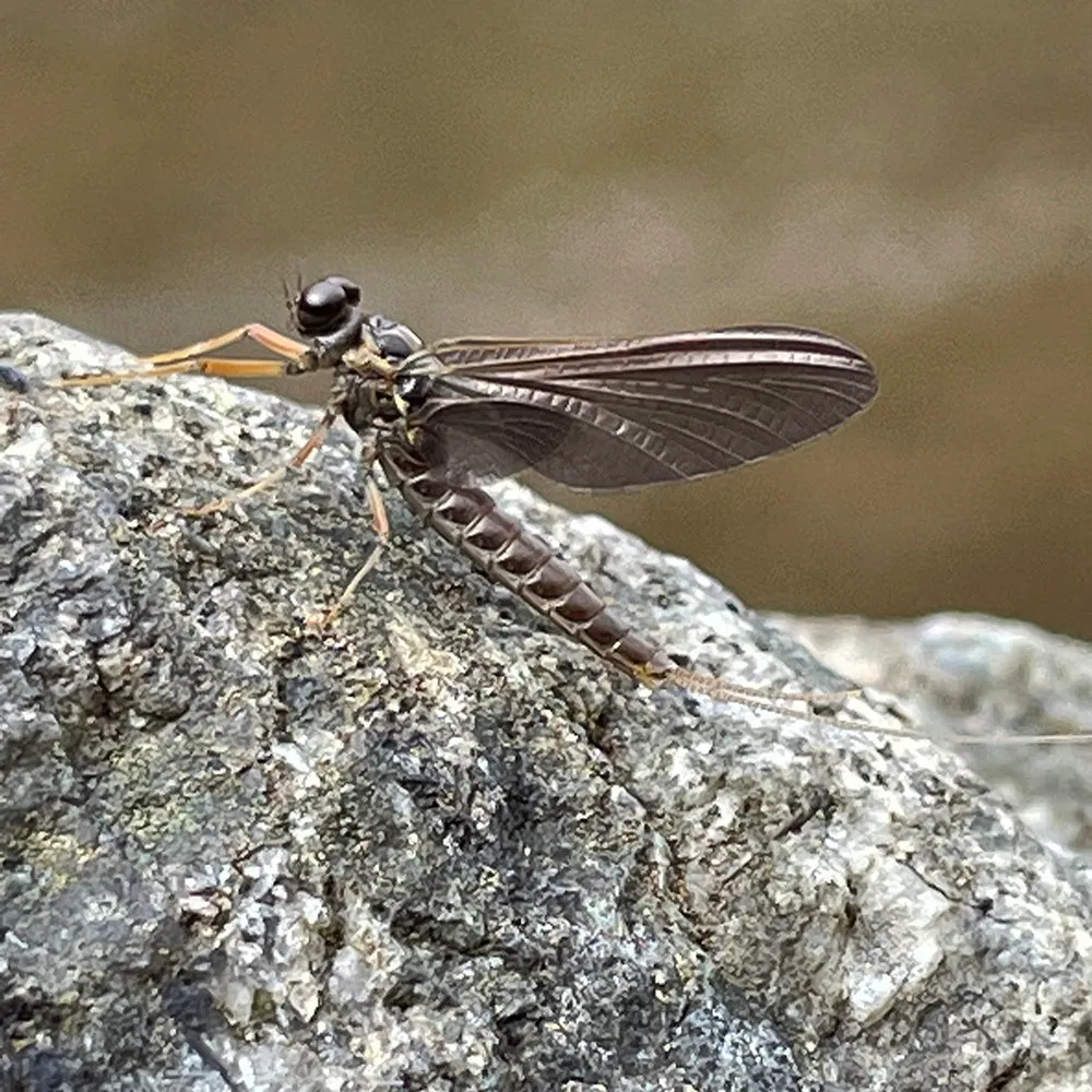 Mountain Trout Fly Fishing School - Shenandoah National Park